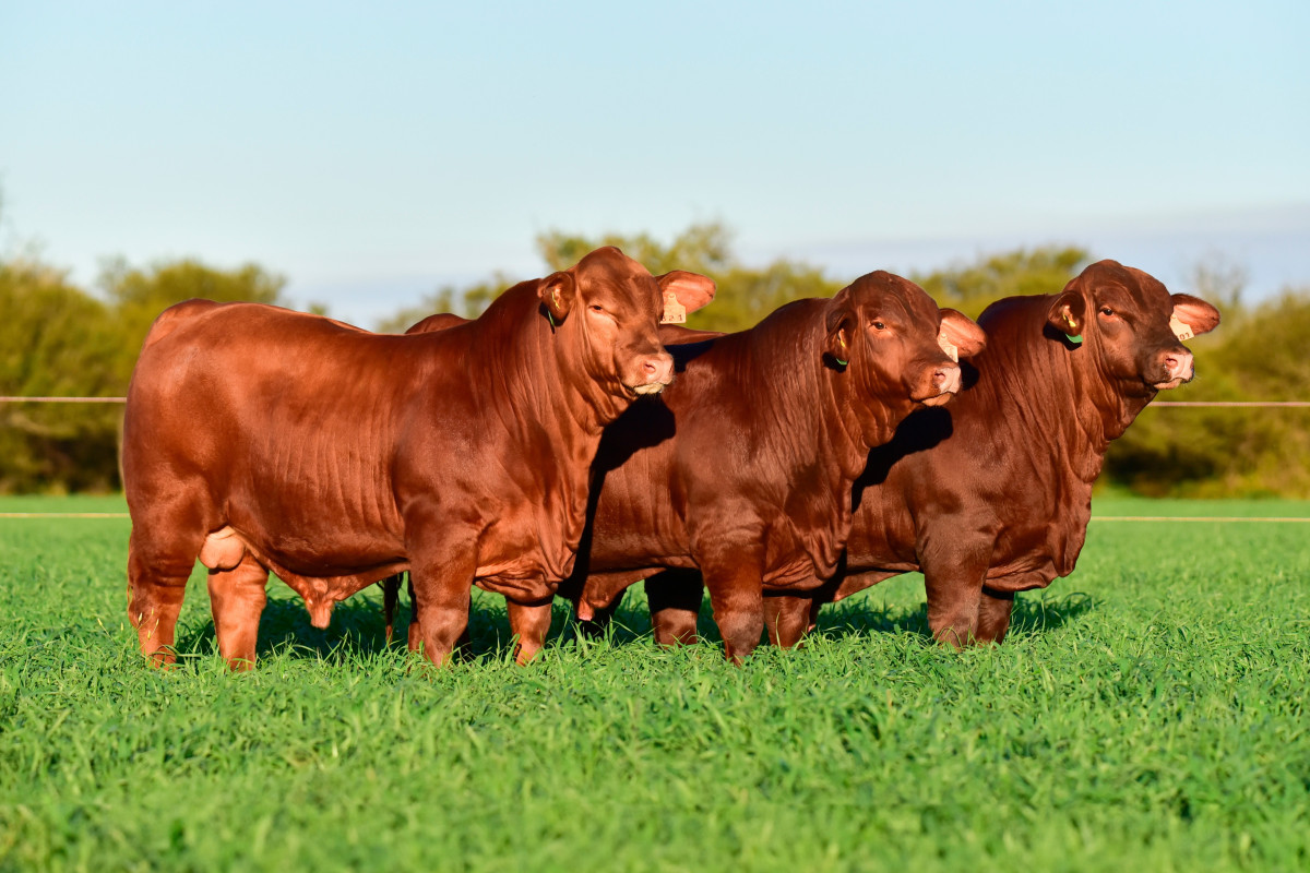 Imagen galería LUQUENSE 467 “MUNDIAL” #4