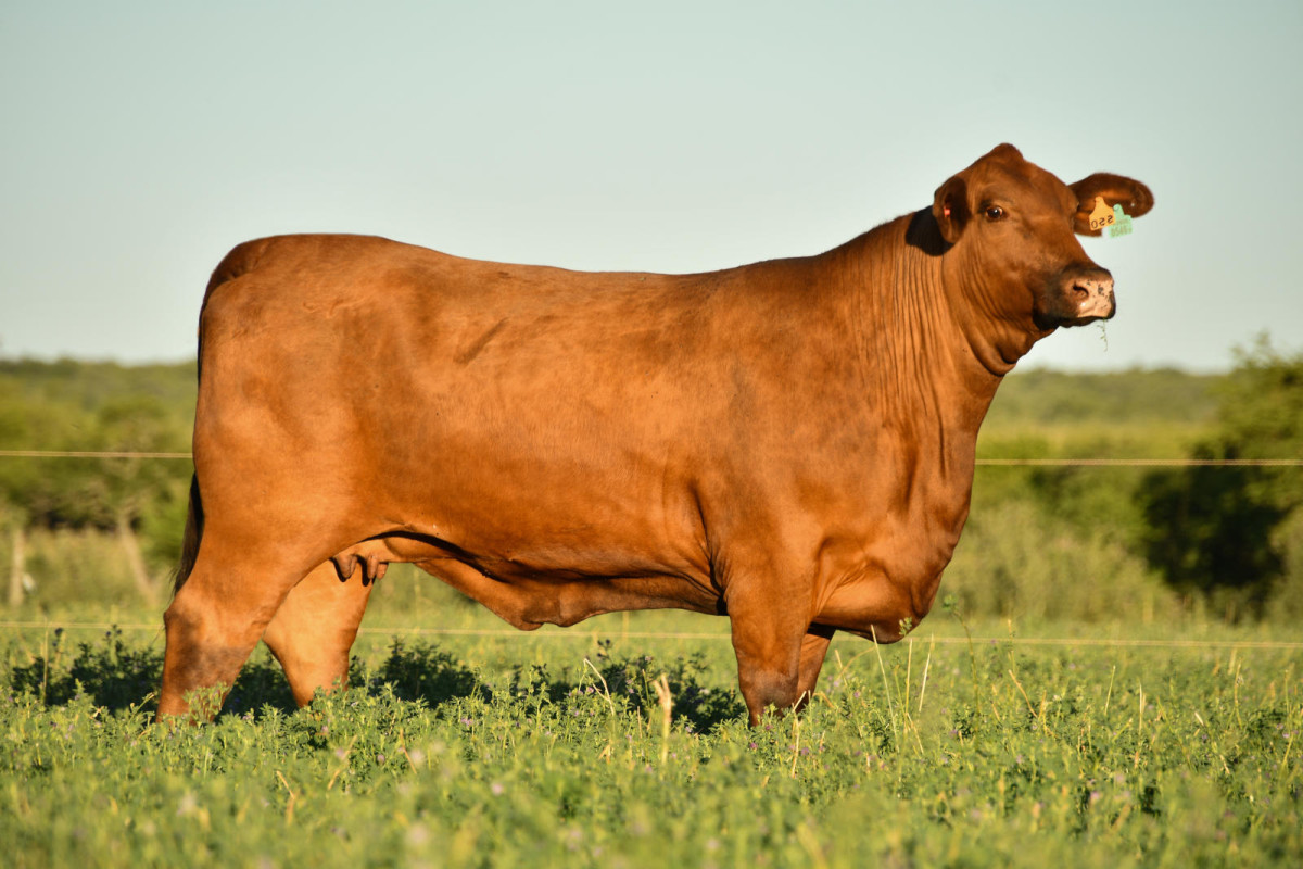 Imagen galería LUQUENSE 396 CANELA T/E #2