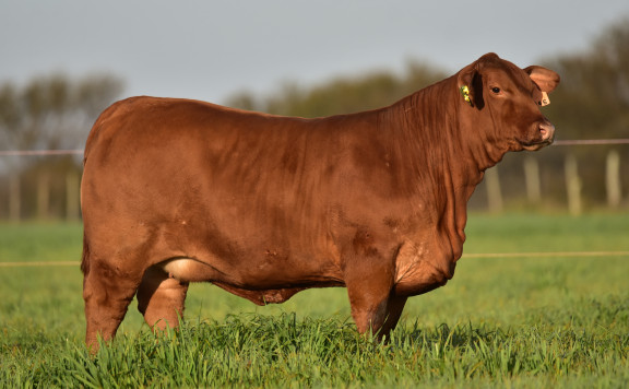 LUQUENSE 846 BETA FIV