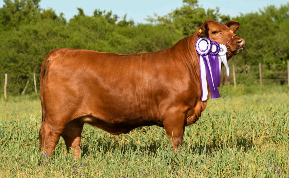 LUQUENSE 962 TORMENTA