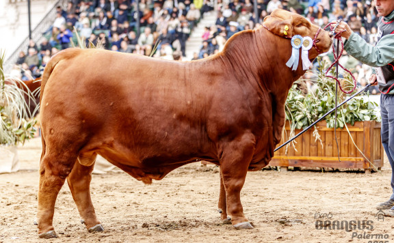 Campeón Ternero Mayor
