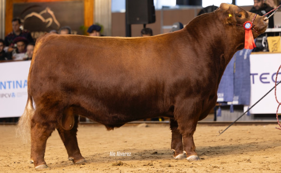RES. CAMPEÓN DOS AÑOS MAYOR COLORADO