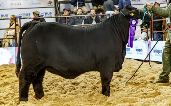 RES. CAMPEÓN TERNERA MENOR