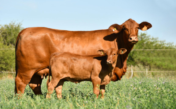 LUQUENSE 396 CANELA T/E
