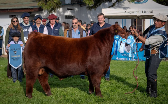 GRAN CAMPEÓN TERNERO