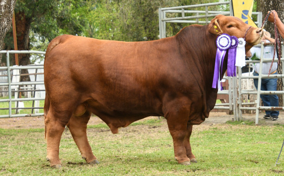 RES. GRAN CAMPEÓN MACHO