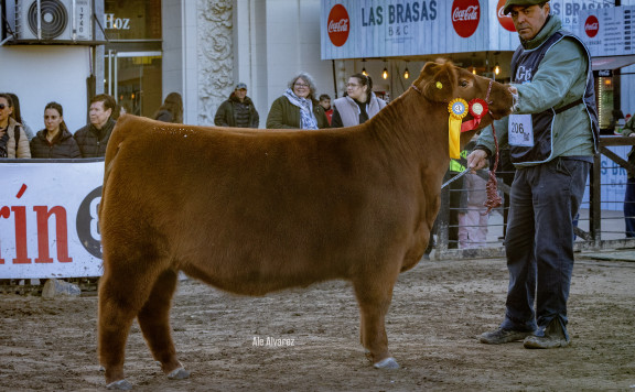 Tercer Mejor Ternera Colorada