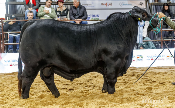 CAMPEÓN DOS AÑOS MAYOR