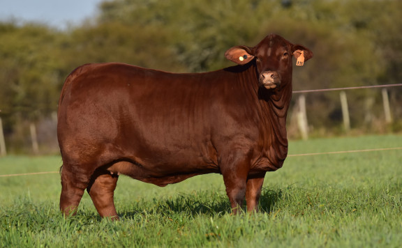 LUQUENSE 836 ALFA FIV