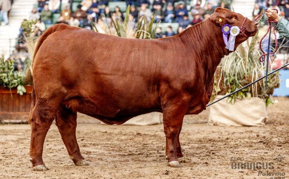 RES. CAMPEÓN VAQUILLONA MENOR