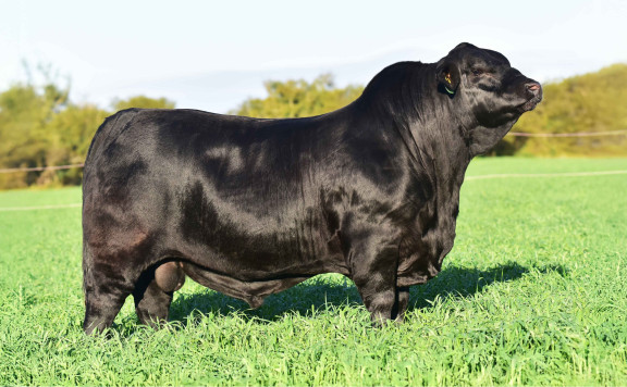 LUQUENSE 711 NINJA T/E