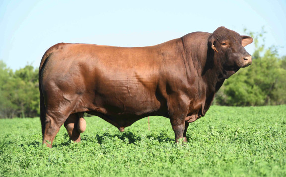 LUQUENSE 541 GALAN T/E