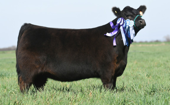 RES. GRAN CAMPEÓN TERNERA