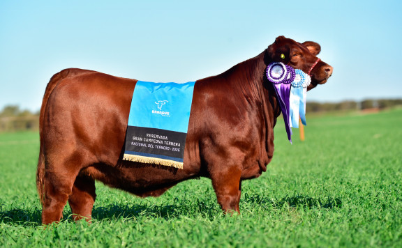 LUQUENSE 840 YVERA FIV