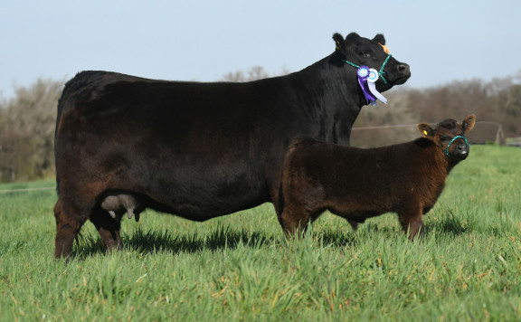 RES. CAMPEÓN VAQUILLONA CON CRIA