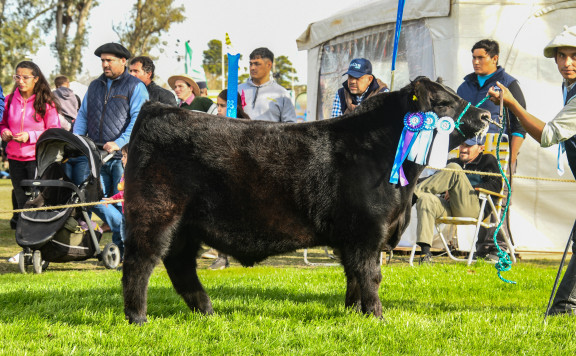RES. CAMPEÓN TERNERO MENOR