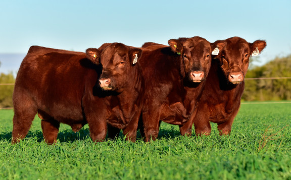 LOTE GRAN CAMPEÓN TERNERO