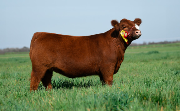 LUQUENSE 3562 PRINCESA 2792