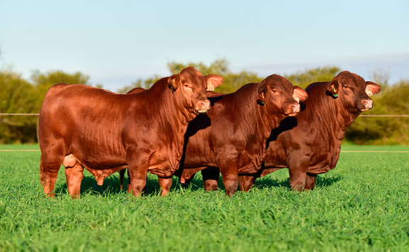 GRAN CAMPEÓN TERNERO CONJUNTO