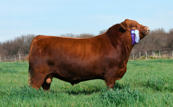 LUQUENSE 3427 RUFO T/E