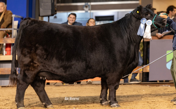 CAMPEÓN VACA NEGRA