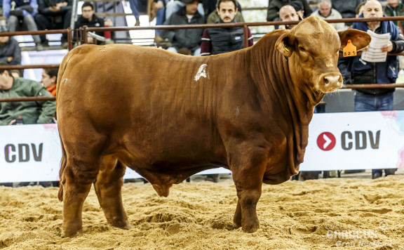 MEJOR TERNERO DE LOTE