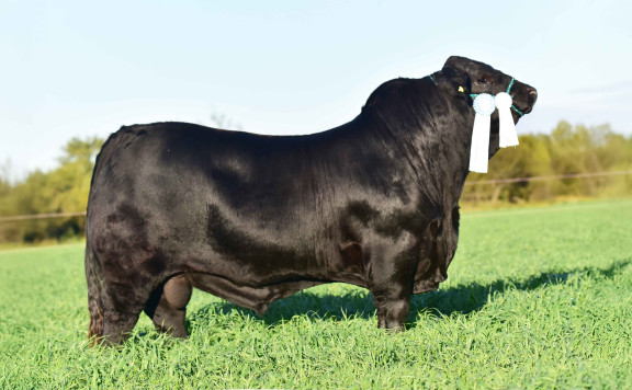 LUQUENSE 713 SAMURAI T/E