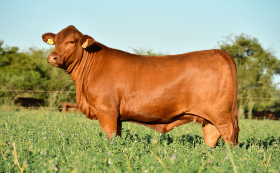 LUQUENSE 436 CAMBIAZO 256 T/E