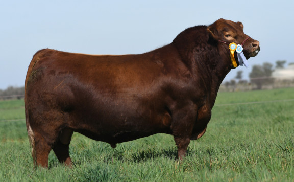 LUQUENSE 3229 SABANDIJA FIV