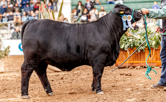 CAMPEÓN TERNERA MENOR