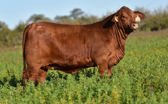 LUQUENSE 430 “MESTIZA” T/E