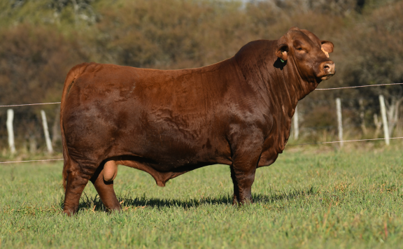 LUQUENSE 709 ORIENTAL T/E