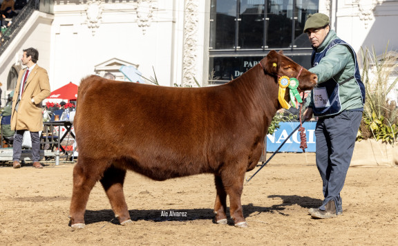 TERCER MEJOR TERNERA INTERMEDIA COLORADA
