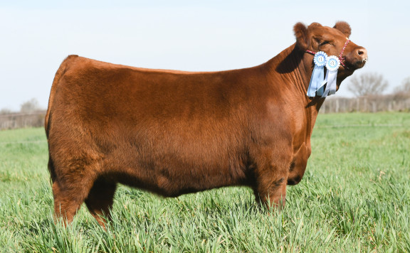 CAMPEÓN TERNERA MAYOR