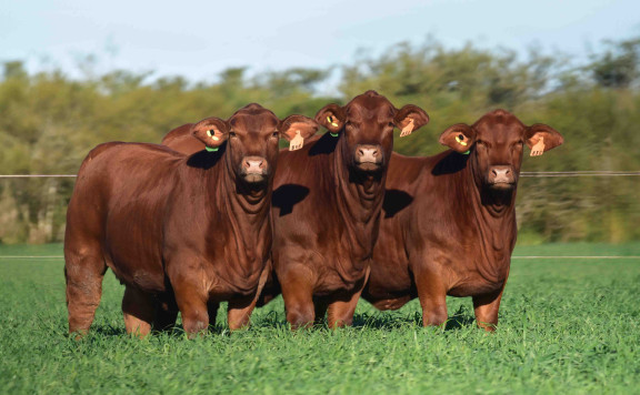 CAMPEÓN TERNERA MAYOR CONJUNTO