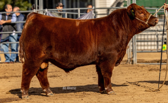MEJOR TERNERO DE LOTE