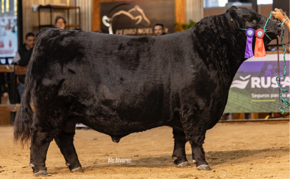 RES. CAMPEÓN DOS AÑOS MAYOR NEGRO