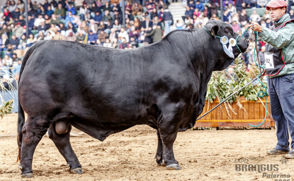 Campeón Dos Años Mayor.